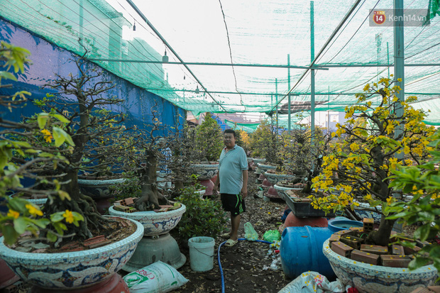 Cả nghìn cây mai Tết nở hoa sớm hơn cả tháng, nhà vườn ở Sài Gòn thiệt hại 15 tỷ đồng - Ảnh 1.
