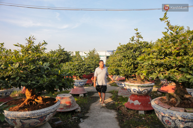 Cả nghìn cây mai Tết nở hoa sớm hơn cả tháng, nhà vườn ở Sài Gòn thiệt hại 15 tỷ đồng - Ảnh 2.
