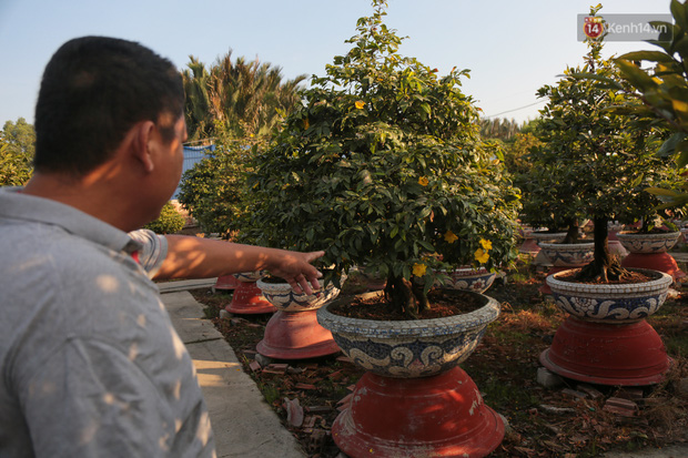 Cả nghìn cây mai Tết nở hoa sớm hơn cả tháng, nhà vườn ở Sài Gòn thiệt hại 15 tỷ đồng - Ảnh 11.