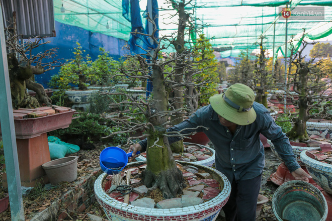 Cả nghìn cây mai Tết nở hoa sớm hơn cả tháng, nhà vườn ở Sài Gòn thiệt hại 15 tỷ đồng - Ảnh 14.
