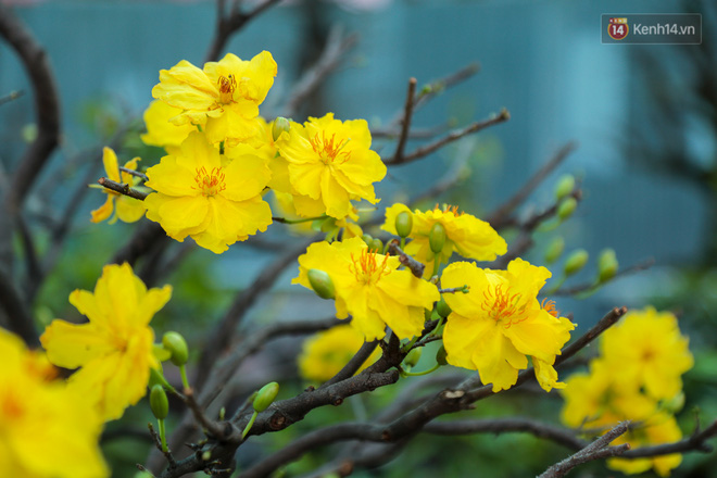 Cả nghìn cây mai Tết nở hoa sớm hơn cả tháng, nhà vườn ở Sài Gòn thiệt hại 15 tỷ đồng - Ảnh 5.