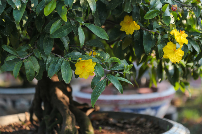 Cả nghìn cây mai Tết nở hoa sớm hơn cả tháng, nhà vườn ở Sài Gòn thiệt hại 15 tỷ đồng - Ảnh 6.