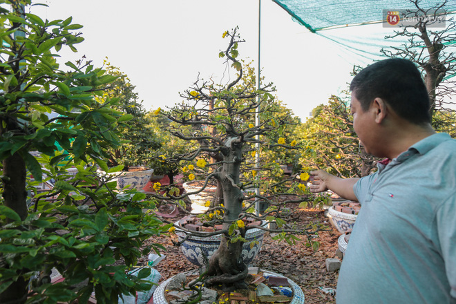 Cả nghìn cây mai Tết nở hoa sớm hơn cả tháng, nhà vườn ở Sài Gòn thiệt hại 15 tỷ đồng - Ảnh 7.