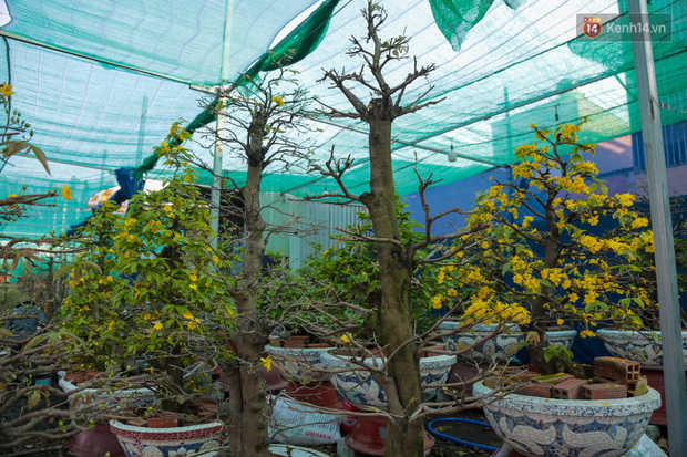 Cả nghìn cây mai Tết nở hoa sớm hơn cả tháng, nhà vườn ở Sài Gòn thiệt hại 15 tỷ đồng - Ảnh 10.