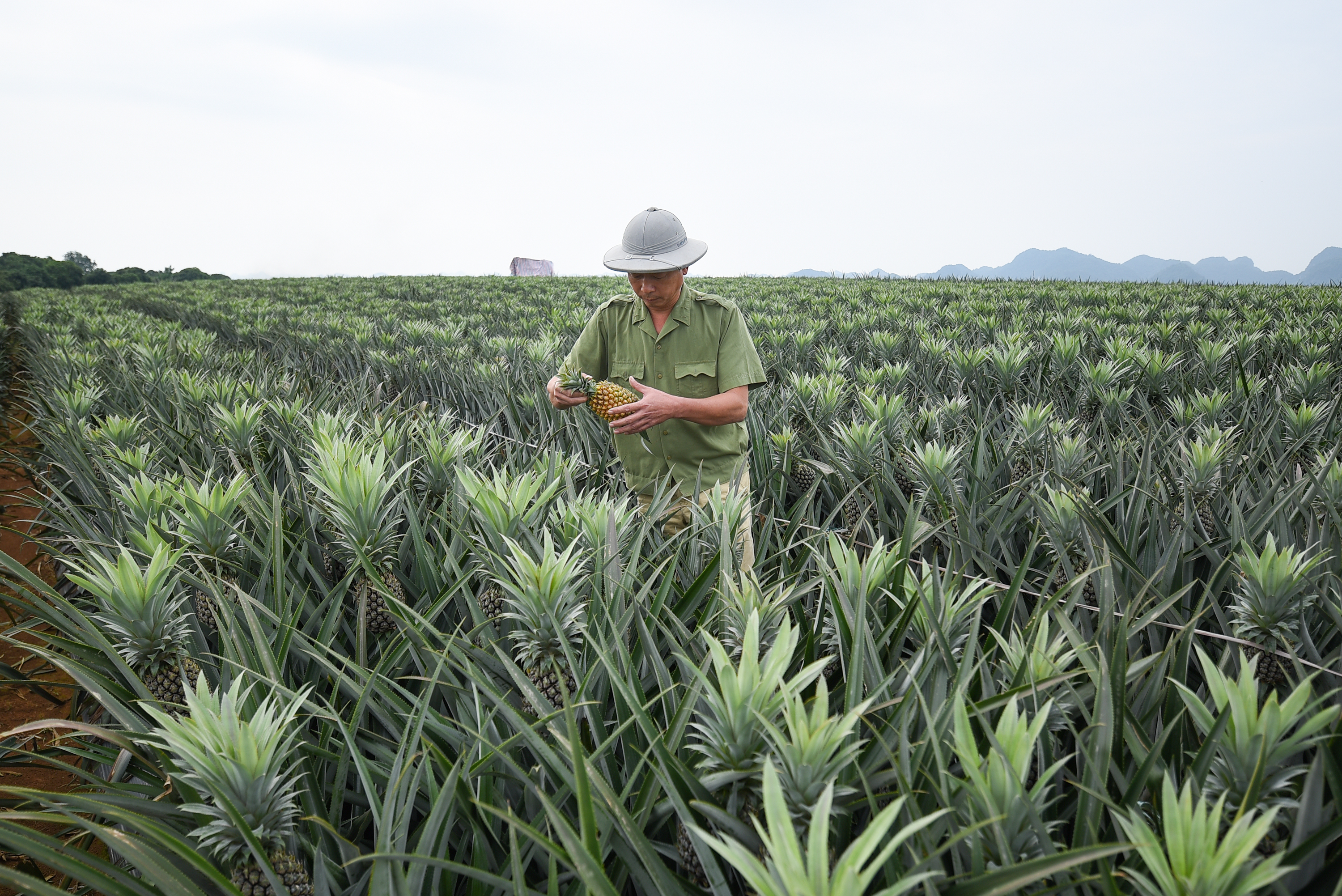 Sản xuất xanh, sản xuất hữu cơ l&agrave; xu hướng để n&ocirc;ng sản Việt xuất khẩu ổn định v&agrave; bền vững. Ảnh: Quang Vinh.