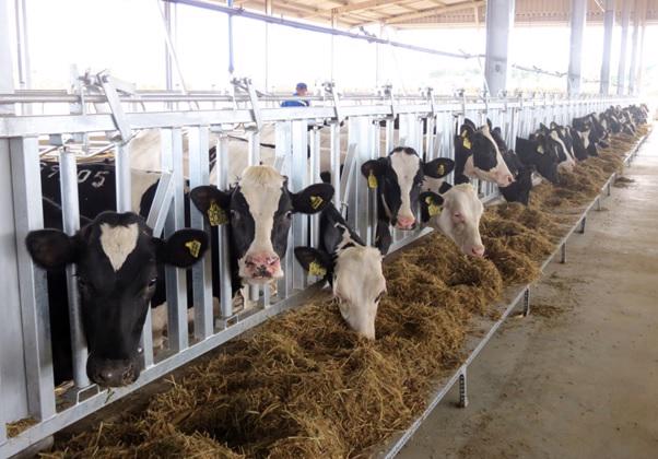 Phú Yên: Hơn 97 tỉ đồng đầu tư nuôi bò công nghệ cao
