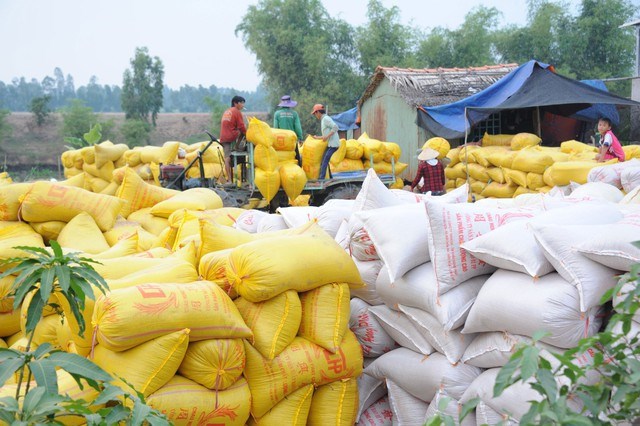 Vì sao giá gạo xuất khẩu lao dốc?