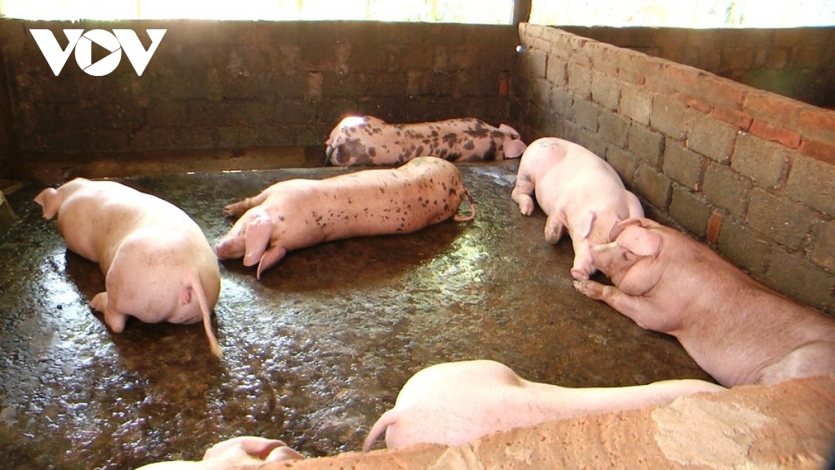 Giá lợn hơi xuống thấp, người chăn nuôi đang thua lỗ nặng - Ảnh 2.