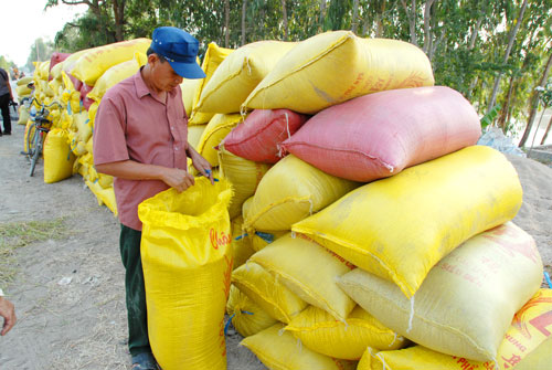 Kiến nghị tiếp tục bơm vốn, giảm lãi suất để thu mua thóc gạo tại ĐBSCL - Ảnh 1.