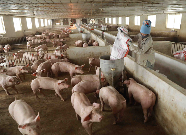 Giá lợn hơi chạm đáy, thịt lợn ở chợ và siêu thị vẫn đứng im - Ảnh 1.