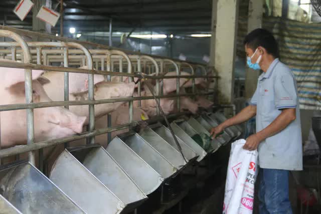 Khủng hoảng thừa thịt lợn: Cần quy định giá bán lợn hơi - Ảnh 1.